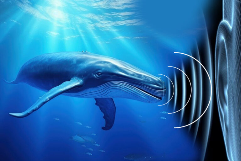 Whale underwater outdoors animal.